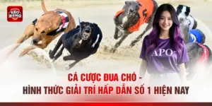 Cá Cược Đua Chó - Hình Thức Giải Trí Hấp Dẫn Số 1 Hiện Nay
