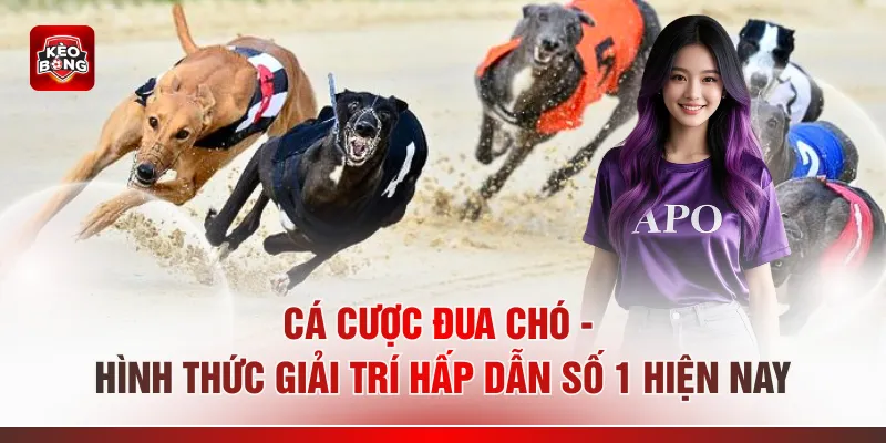 Cá Cược Đua Chó - Hình Thức Giải Trí Hấp Dẫn Số 1 Hiện Nay