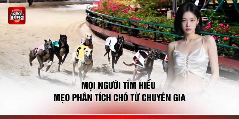 Mọi người tìm hiểu mẹo phân tích chó từ chuyên gia
