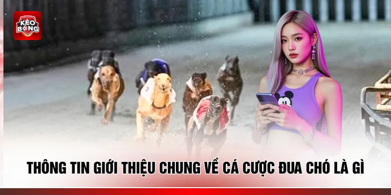 Thông tin giới thiệu chung về cá cược đua chó là gì?