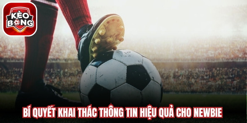 Bí quyết khai thác thông tin hiệu quả cho newbie tại diễn đàn