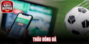 Thầu Bóng Đá
